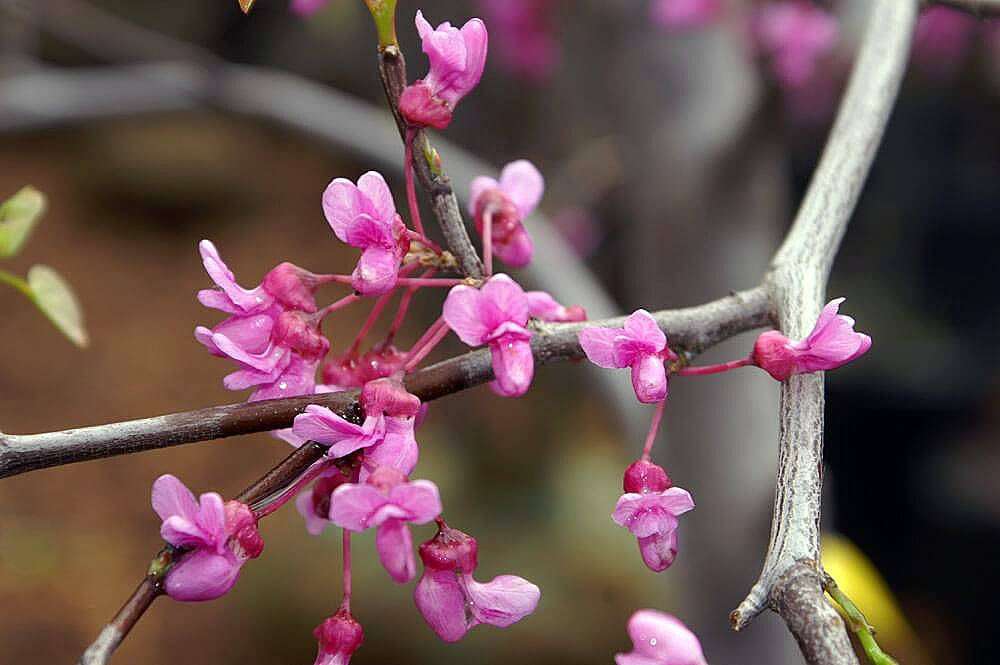 The Best Flowering Trees for Washington DC, Virginia & Maryland